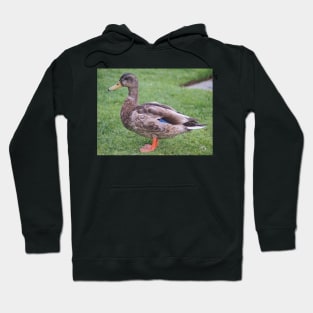 Duck portrait Hoodie